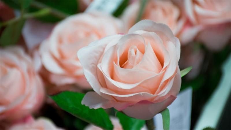 花语小讲堂粉白玫瑰温柔关怀之花