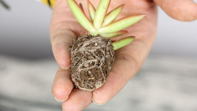 分步骤教学手把手教你多肉换盆移栽