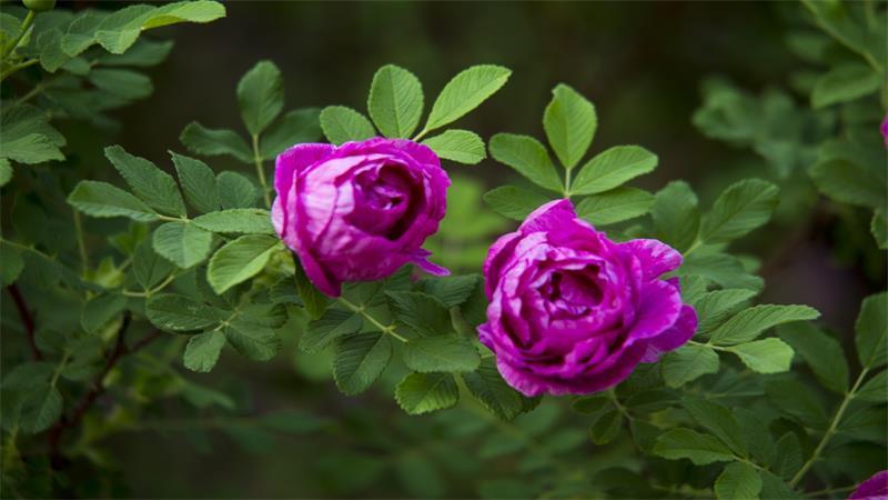 「花语小讲堂」玫瑰，爱情之花