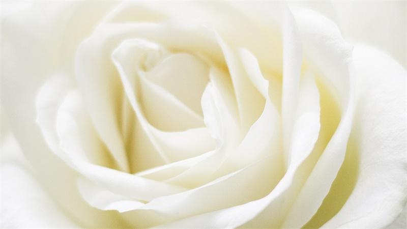 「花语小讲堂」白玫瑰，真爱之花