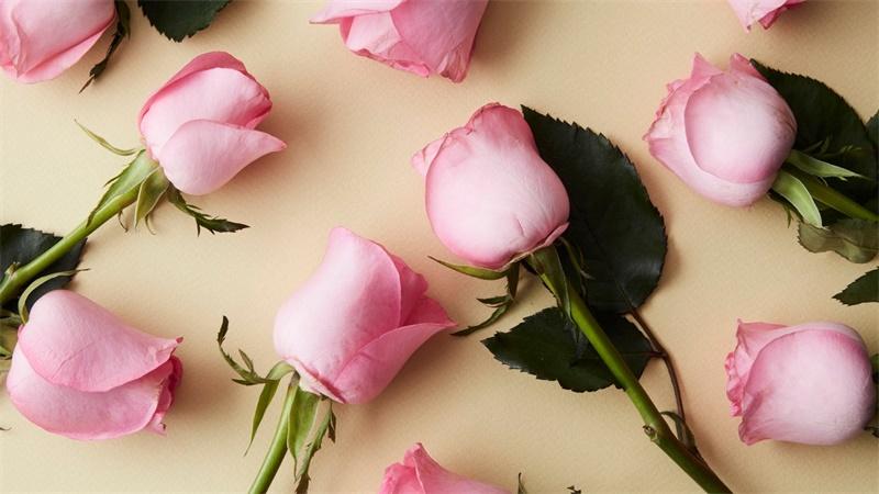 「花语小讲堂」粉玫瑰，甜蜜的初恋