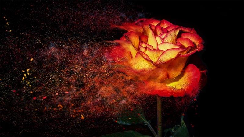 火焰泡泡玫瑰图片