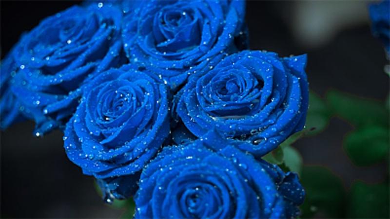 「花语小讲堂」蓝色妖姬，清纯的爱情之花