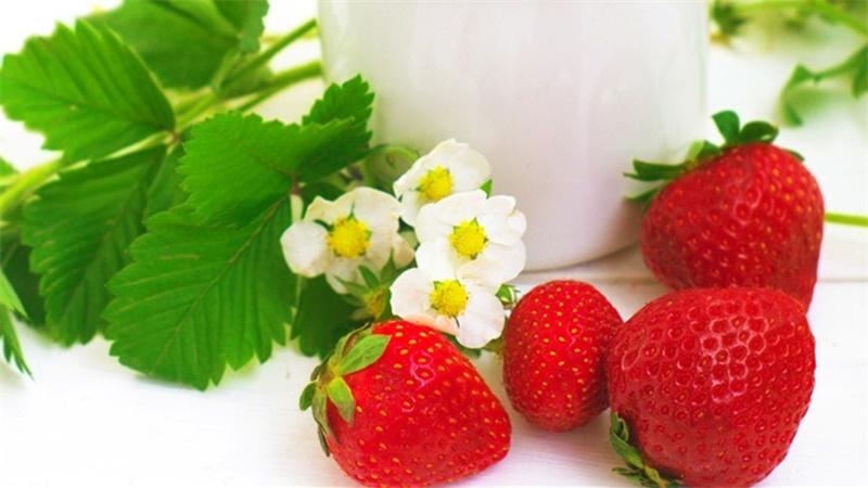 「花语小讲堂」草莓花，勇敢甜蜜的小花