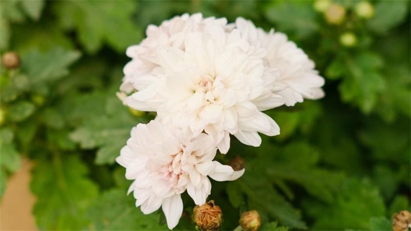 「花语小讲堂」白菊花，寄托哀思之花