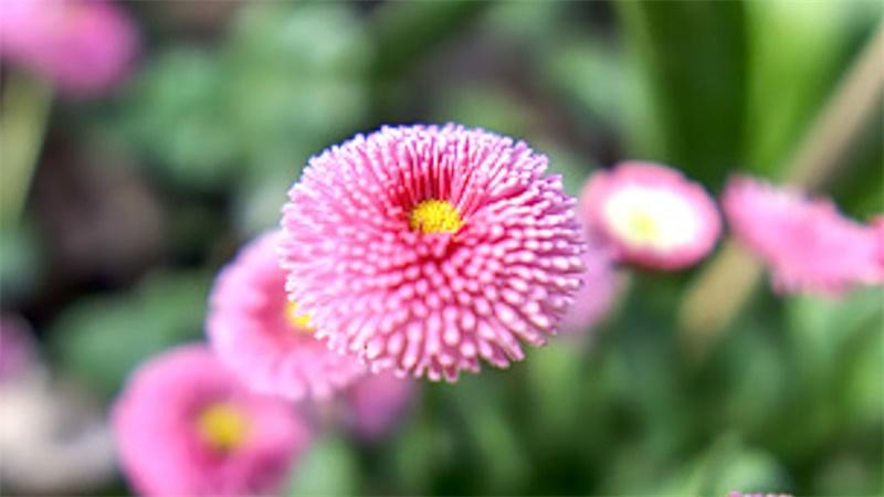 「花语小讲堂」雏菊，象征暗恋的小花