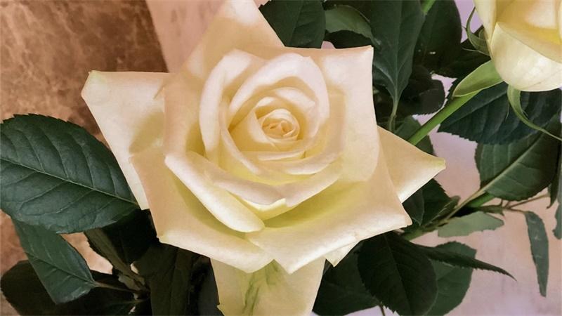 「花语小讲堂」白雪山玫瑰，甜蜜相遇之花