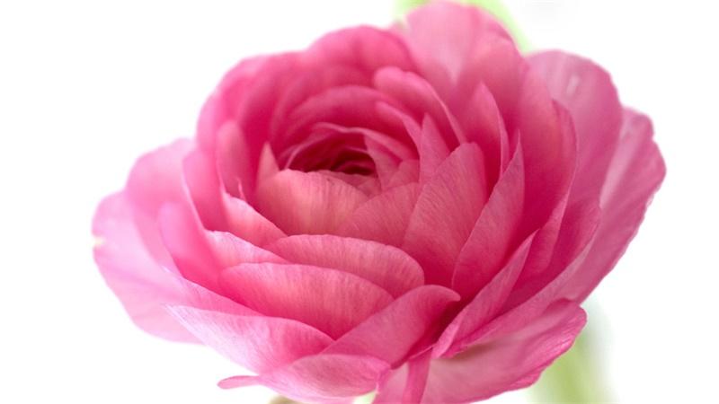「花语小讲堂」洋牡丹，欢迎与祝福之花