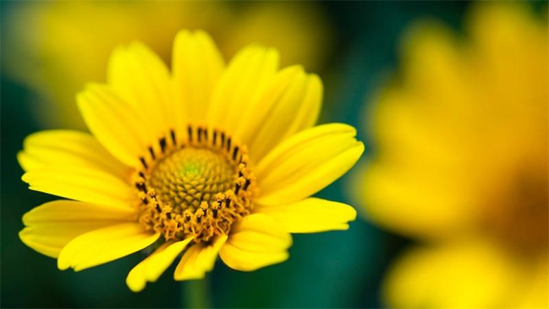 「花语小讲堂」黄雏菊，希望与和平的小花