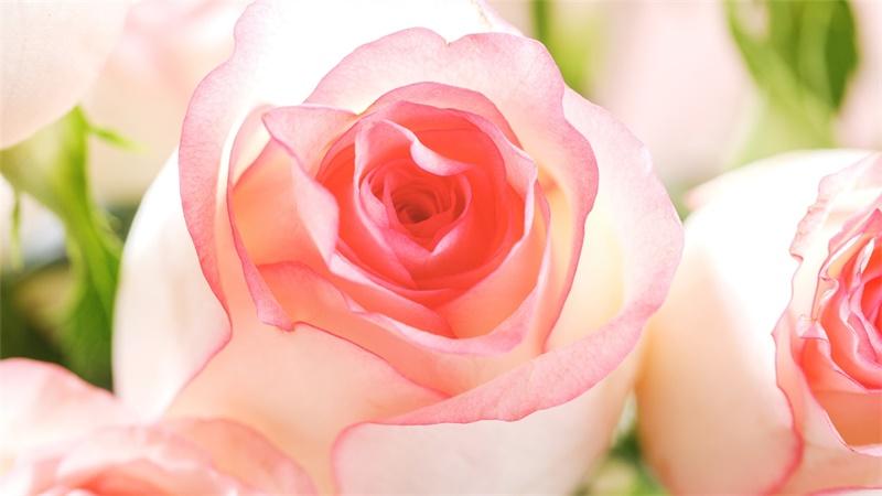 「花语小讲堂」爱莎玫瑰，相爱相杀之花