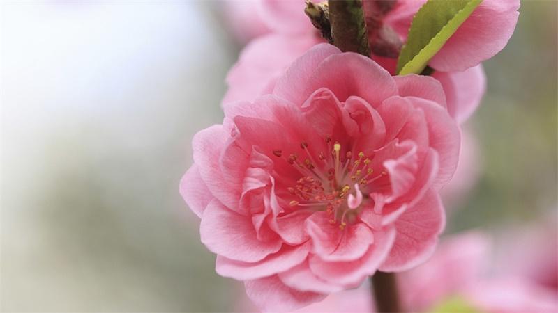 「花语小讲堂」桃花，象征爱情的花朵