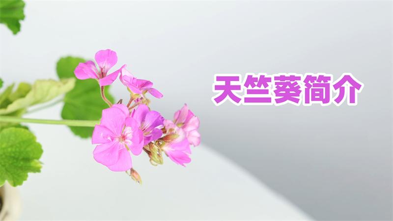 「天竺葵」新手教程①：简介和光温篇
