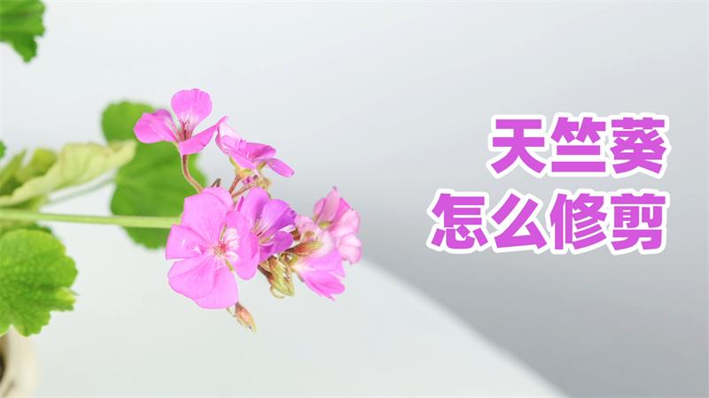 「天竺葵」新手教程③：修剪篇