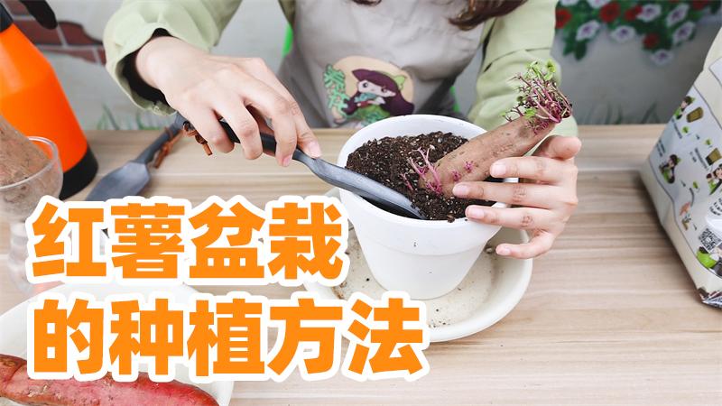 「种菜小技巧」红薯盆栽的种植方法