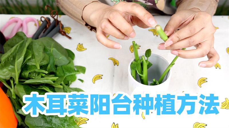 「种菜小技巧」木耳菜阳台种植方法