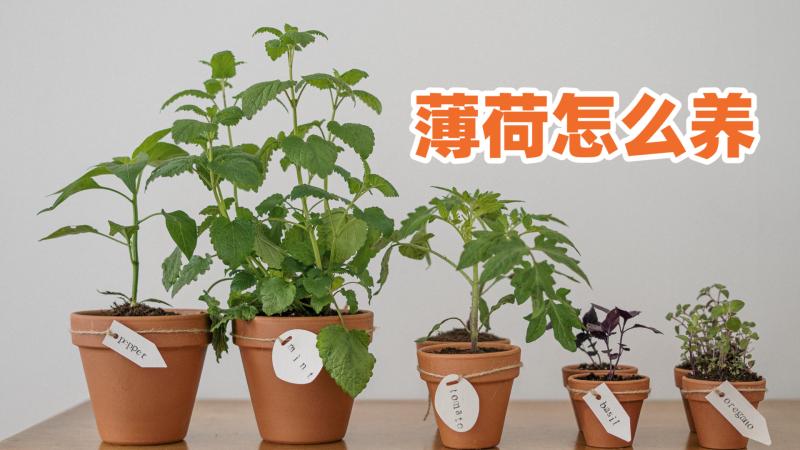 薄荷怎么养 盆栽 - 花花聊花