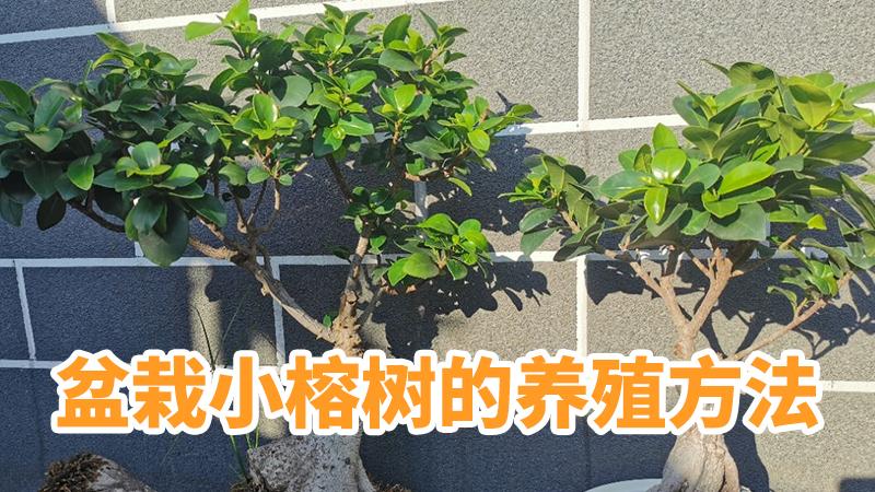 「养花小妙招」盆栽小榕树的养殖方法