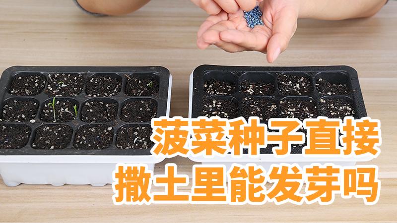 「分步骤教学」菠菜种子直接撒土里能发芽吗