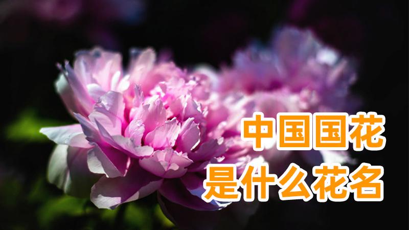 「花花聊花」中国国花是什么花名