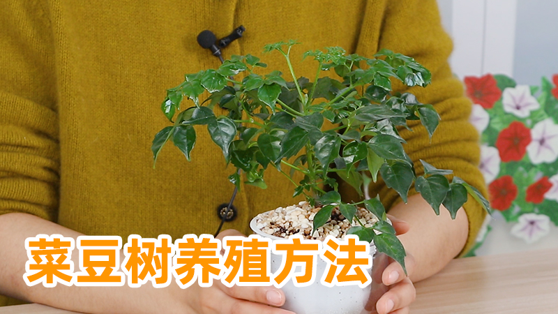 「养花小妙招」菜豆树冬天怎么养